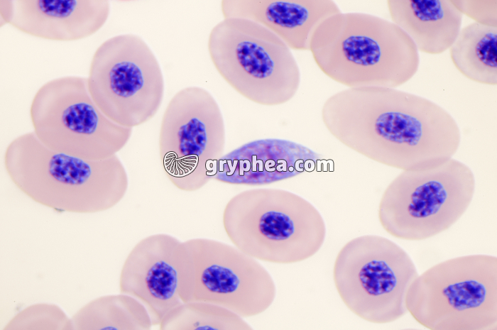 Hémogrégarine (Haemogregarina sp.) dans le sang de batracien x400 - gryphea.org